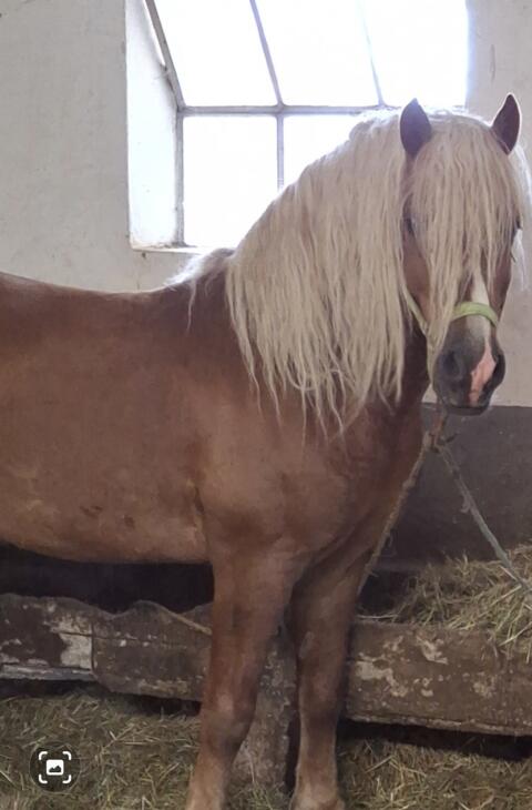 Haflinger Hengst