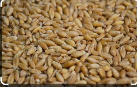 Triticale