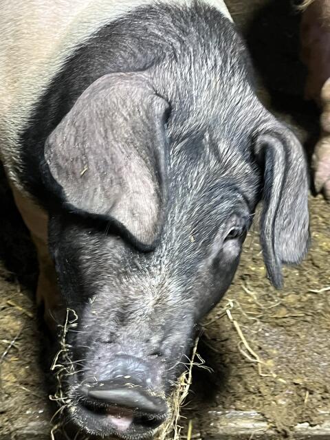 Schweine Schwäbisch Hällisch x Pietrain