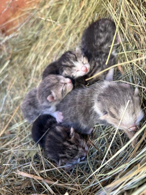 Katzenbabys