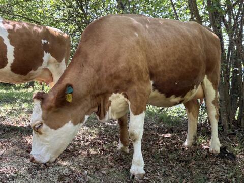 Hochträchtige BIO ZZU Heumilchkuh