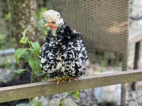 Bruteier von Seidenhühnern, US Silkies, zum Teil gestruppt
