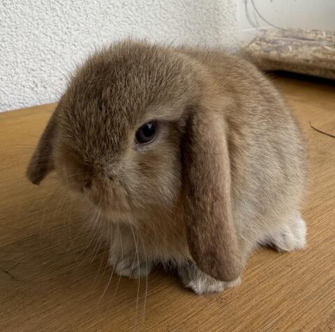 Mini-Lop, reinrassig