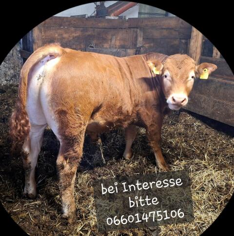 Reinrassiger, hornloser Limousin-Stier