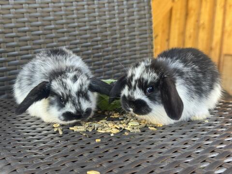 NHD-Mini-Lop-Babys aus liebevoller Hobbyzucht