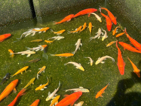 Baby-Koi, Butterfly-Koi, Goldfische Schleierschwanz