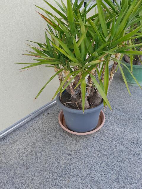 Yucca-Palme