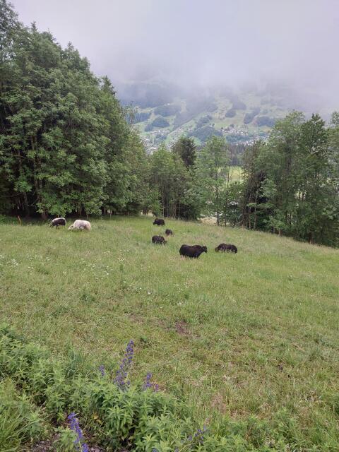 Yak-Rinder