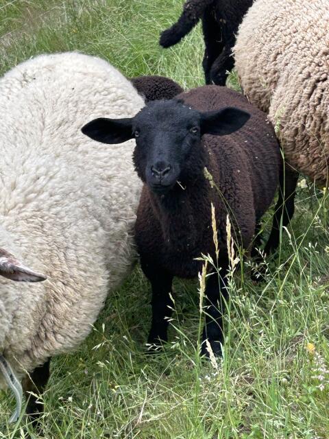Jura-Bock