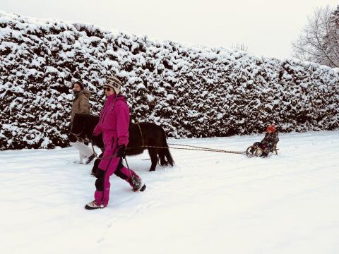 Ponywallach, 14 Jahre, Reitpädagogik, sehr brav