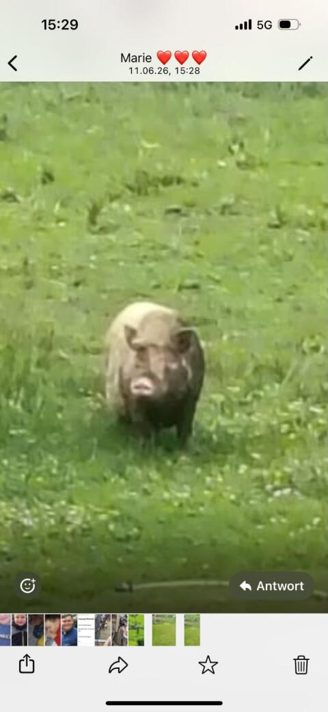 Hängebauchschwein