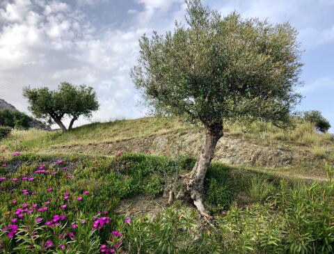 Bio-Olivenöl aus Kreta