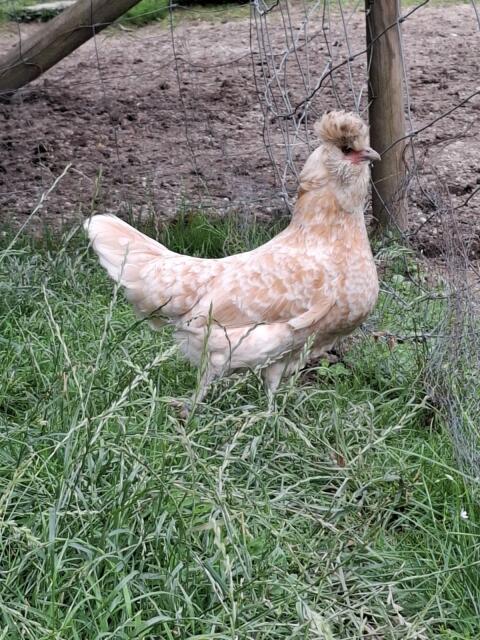 Brabanter Chamois Hennen