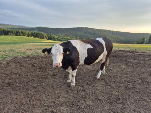 Mutterkuh