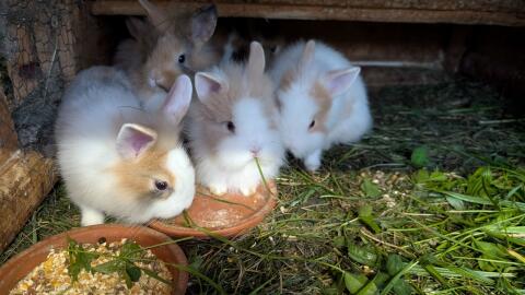 Löwenkopf-Zwergkaninchen in verschiedenen Farben