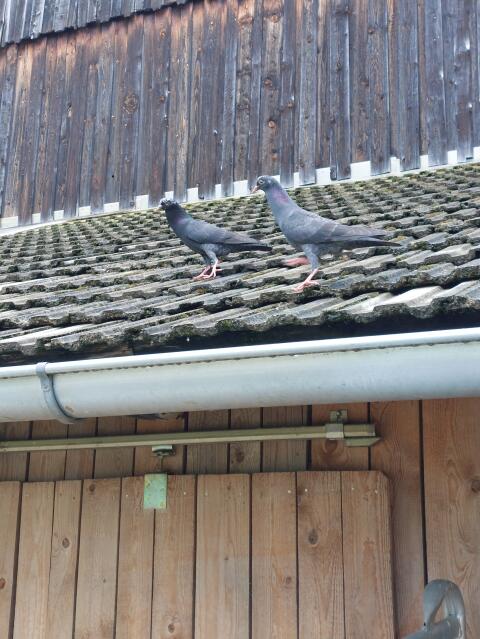 Kropftauben, Norwich und Mix