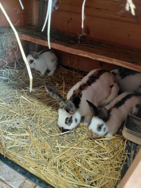 Hasen