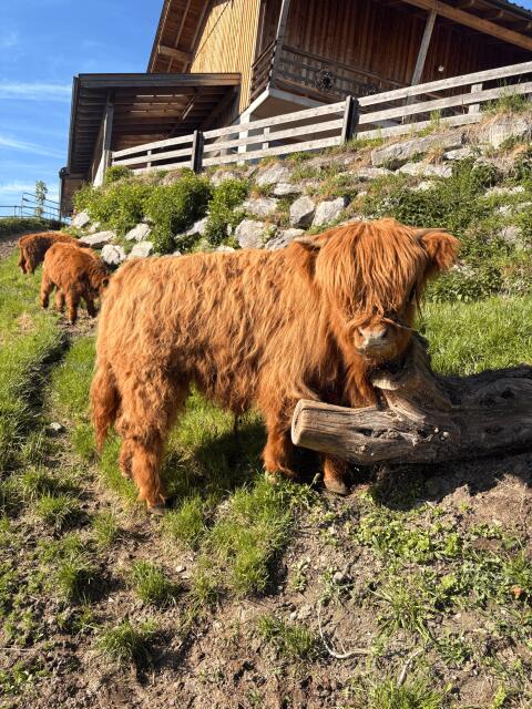 Bio-Hochlandrinder-Stier