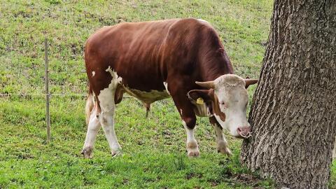 Bio-Stier FV x LIM