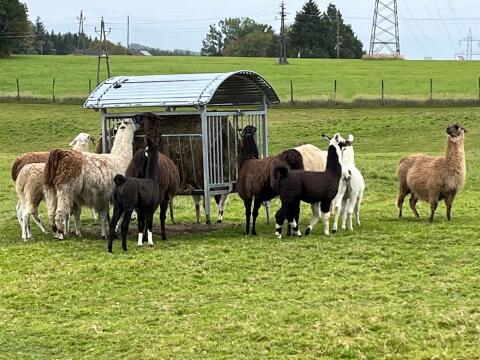 Lamas, Lamahengst, Lamastuten, Lamawallache