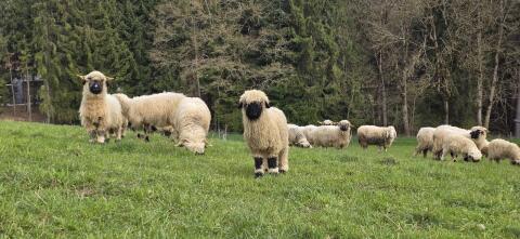 Walliser Schwarznasenschafe