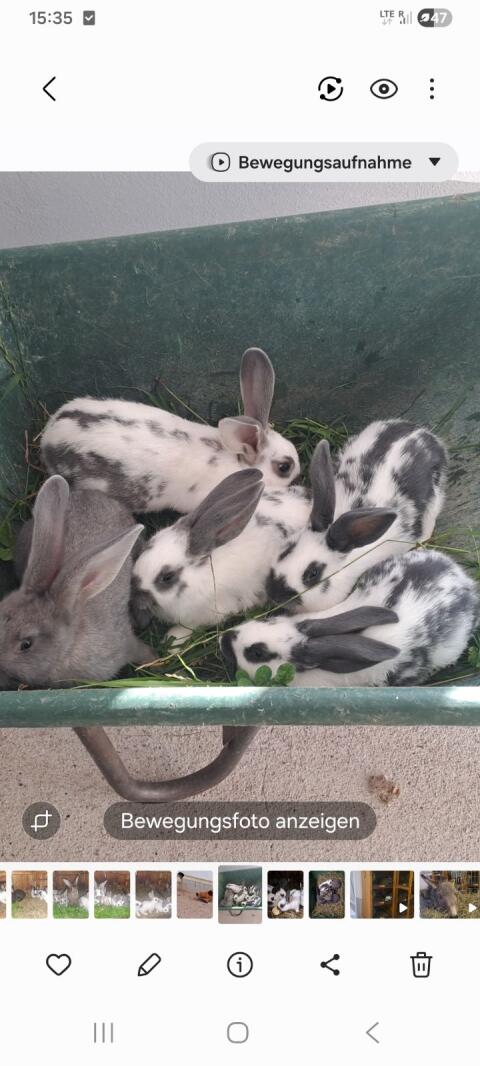 Hasen, Fleischhasen