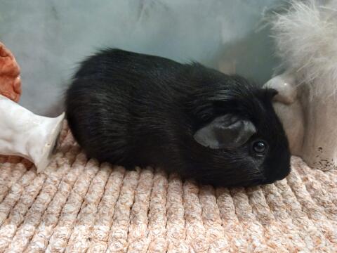 Meerschweinchenbock
