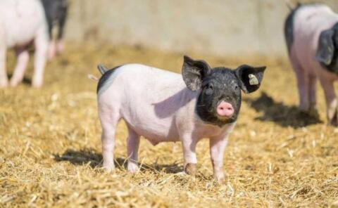 Verkaufe reinrassiges schwäbisch-hällisches Eberferkel