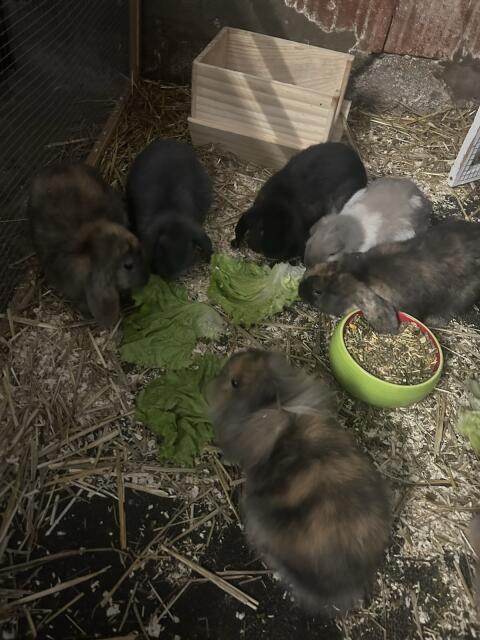 Zwergkaninchen