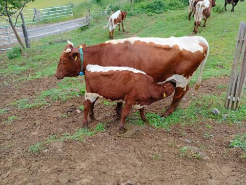 Bio Pinzgauer Mutterkuh mit Kuhkalb