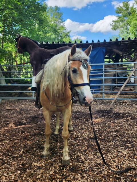 Haflinger Wallach