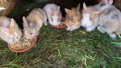 Löwenkopf-Zwergkaninchen in verschiedenen Farben