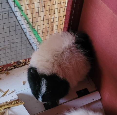 Meerschweinchenbock