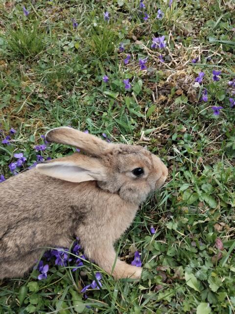 Kaninchen, Hasen