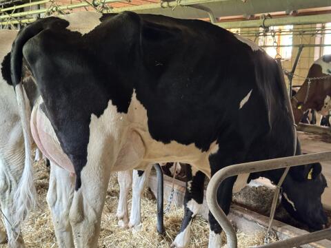 Holstein Erstkalbskuh