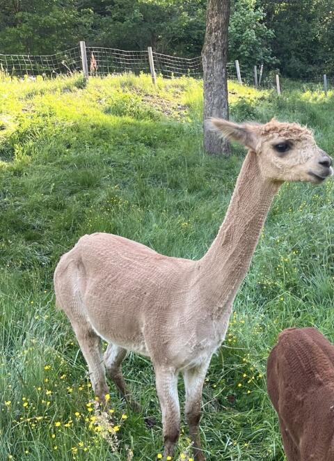 Alpaka-Hengst, 3,5 Jahre
