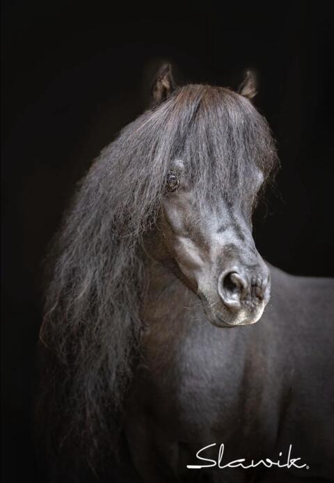 American Miniature Horse Hengst
