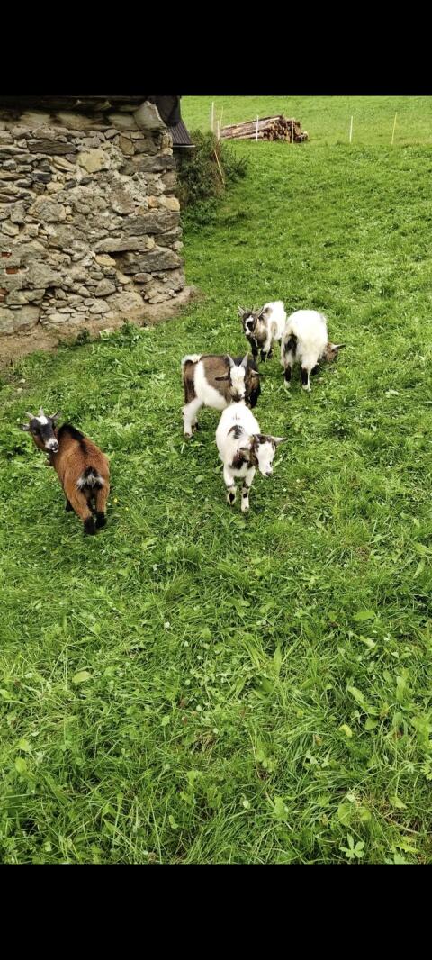 Mini-Zwergziegen