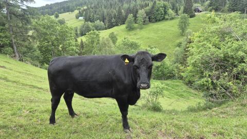 Bio-Angus-Kuh, 3 Jahre alt