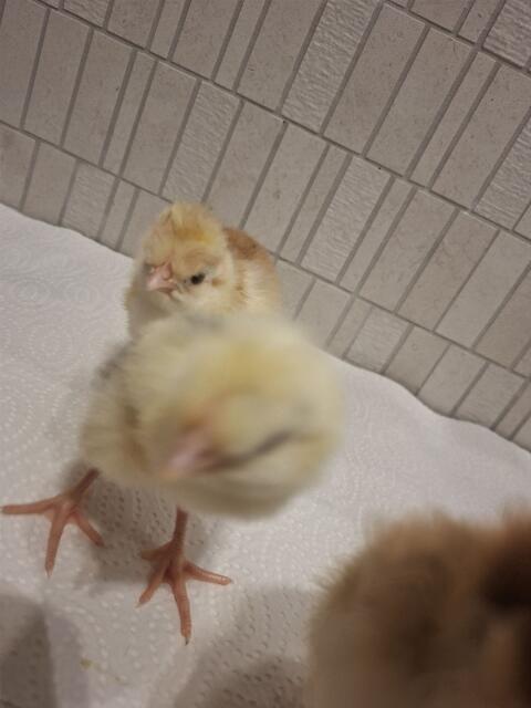 Blumenhuhn Hähne aus Mischgruppe