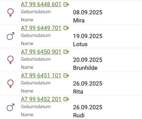Bio FV-Kalbinnen und FV-Einstellerochsen zu verkaufen