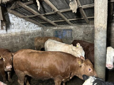 Junice Lim./Hereford/Charolais
