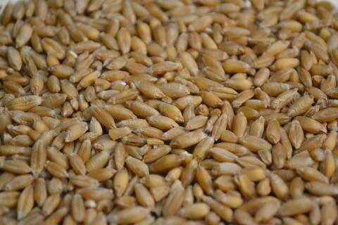 Futtertriticale