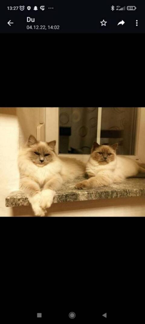 Katzen