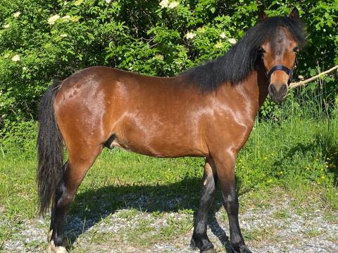 Welsh-Ponyhengst