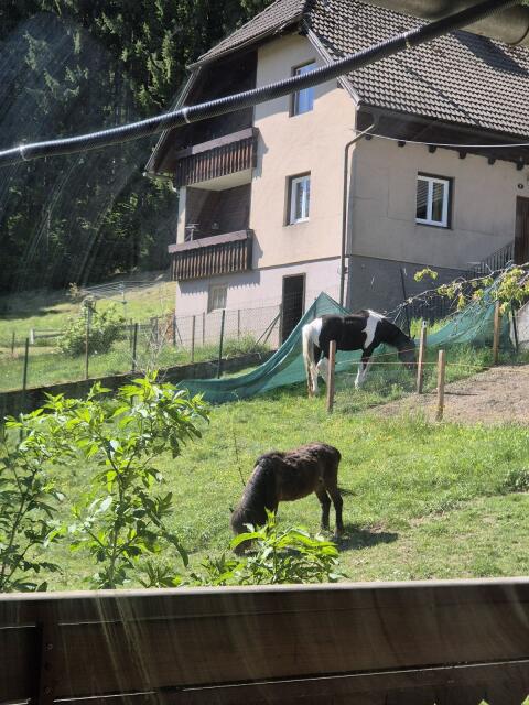 Noriker Hengst
