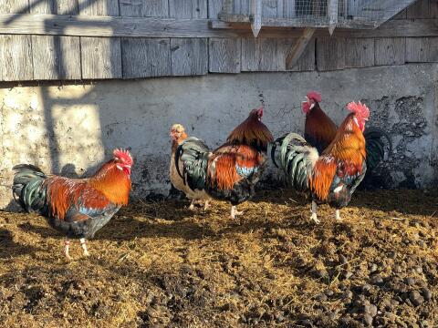 Stattliche Sulmtaler Hähne
