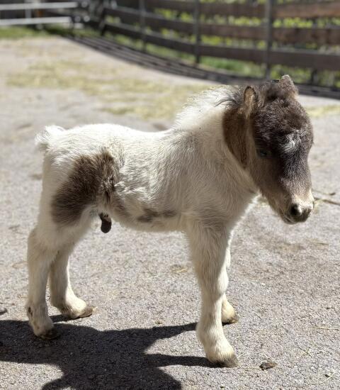 Minishetlandpony-Rasselbande auf der Suche nach Traumplatz.
