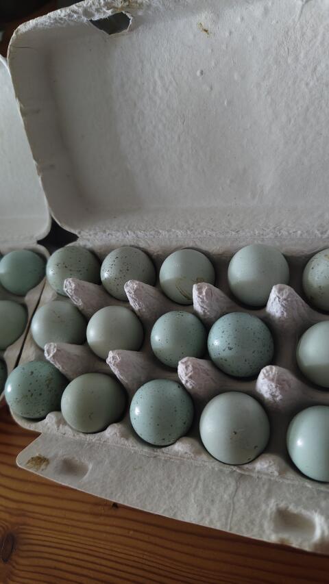 Celadon Bruteier