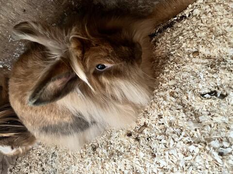 Hase, weiblich